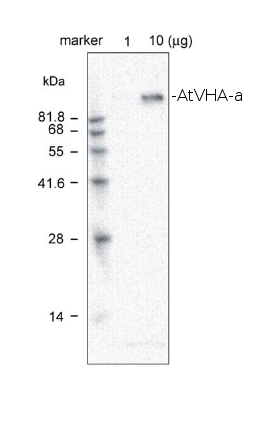 western blot detection using anti-AtVHA-a antibodies